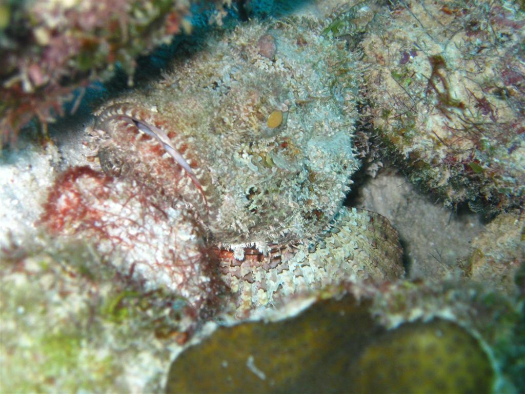 Scorpionfish