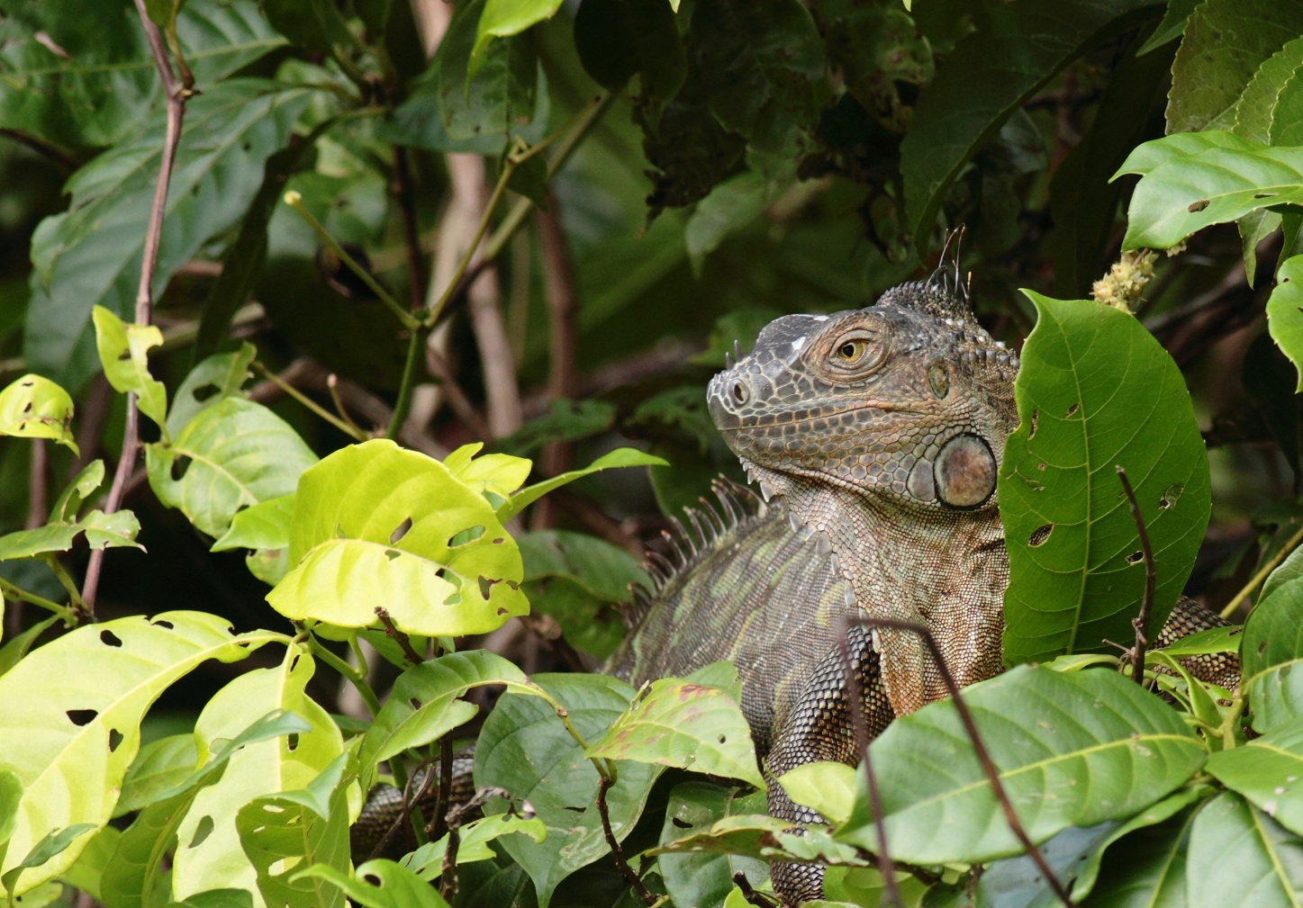 Green Iguana - Iguana iguana