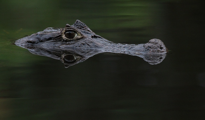 Spectacled Caiman - Caiman crocodilus