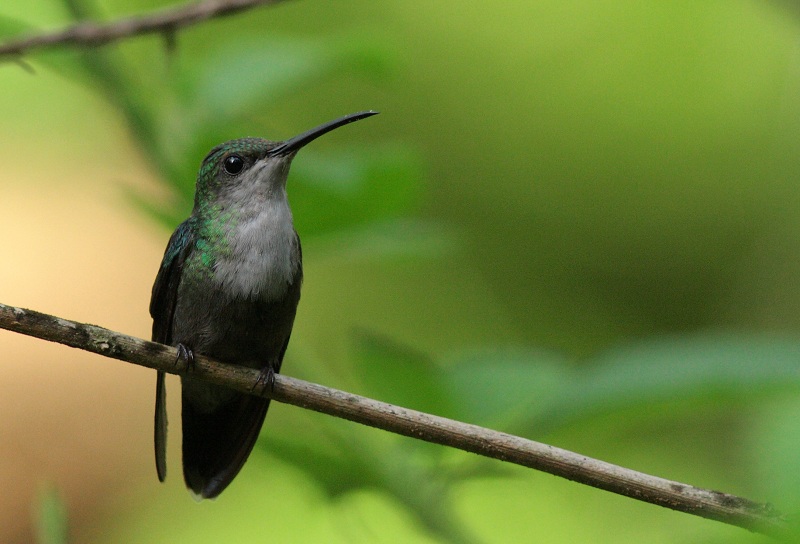Blue-crowned Woodnymph - Thalurania colombica