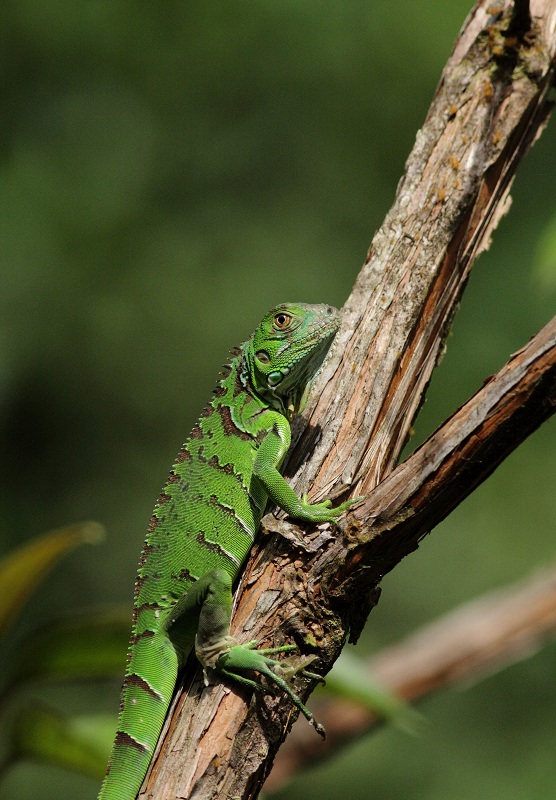 Green Iguana - Iguana iguana