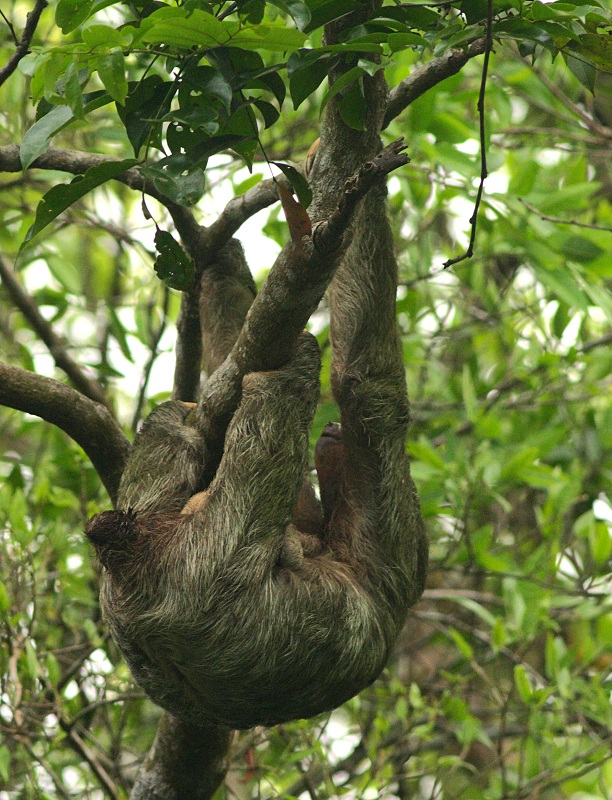 Brown-throated Three-toeed Sloth - Bradypus variegatus