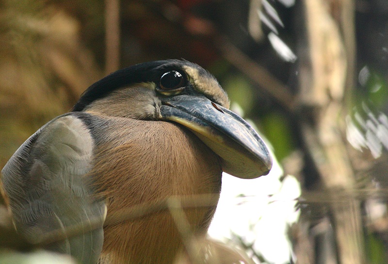 Boat-billed Heron - Cochlearius cochlearius