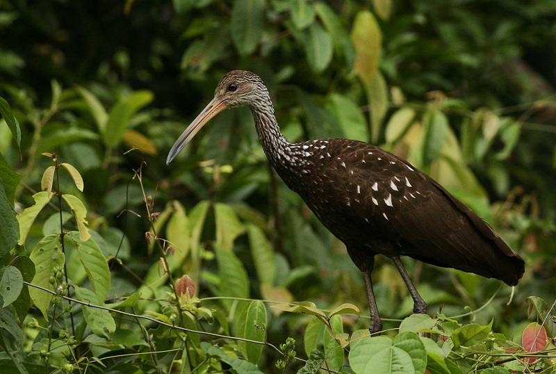 Limpkin - Aramus guarauna
