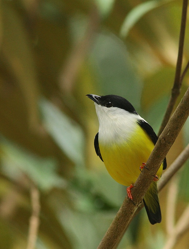 White-collared Manakin - Manacus candei