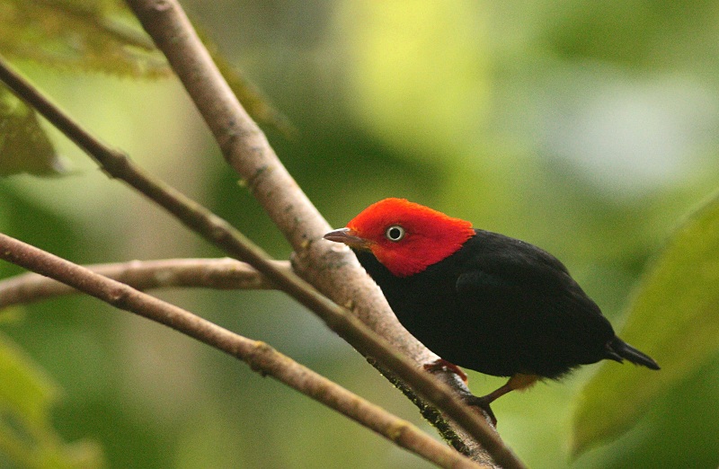 Red-capped Manakin - Pipra mentalis