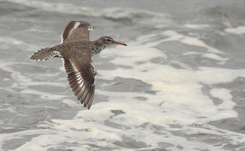 Spotted Sandpiper - Actitis macularius