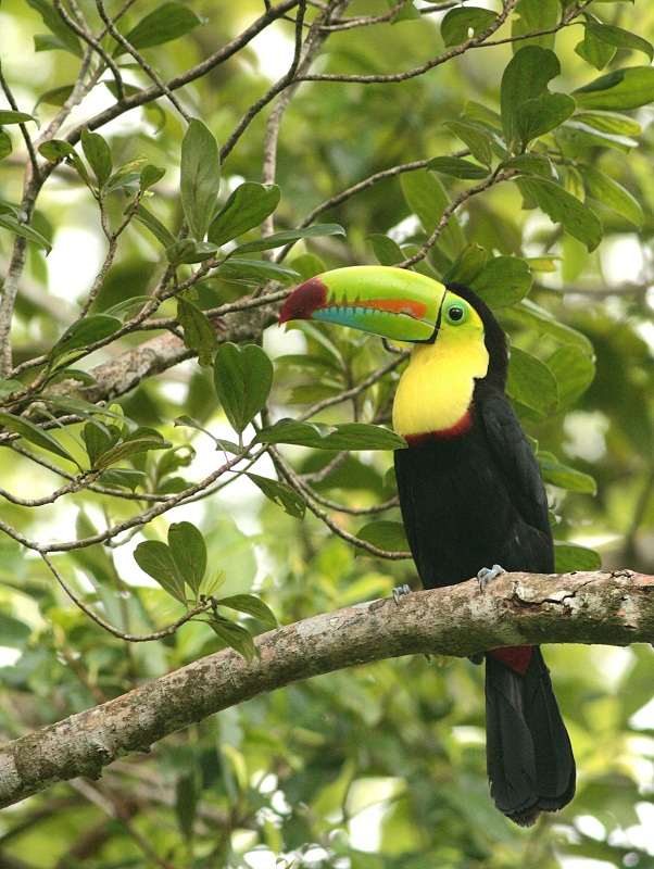Keel-billed Toucan - Ramphastos sulfuratus