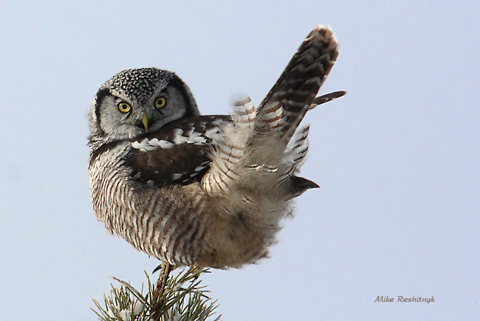 Get Off My Tail!  Hawk Owl