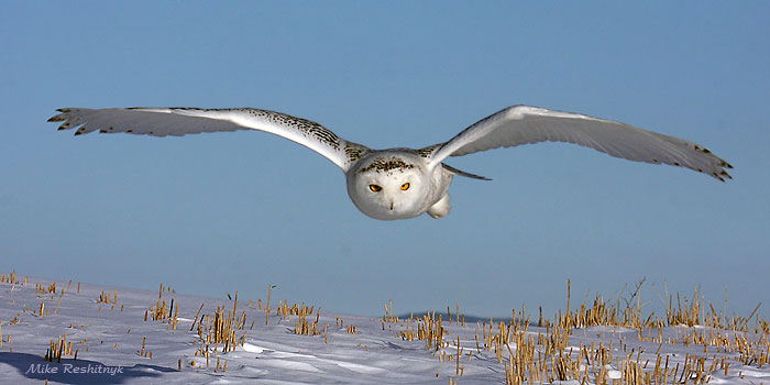 Serious Skimming Snowy Owl