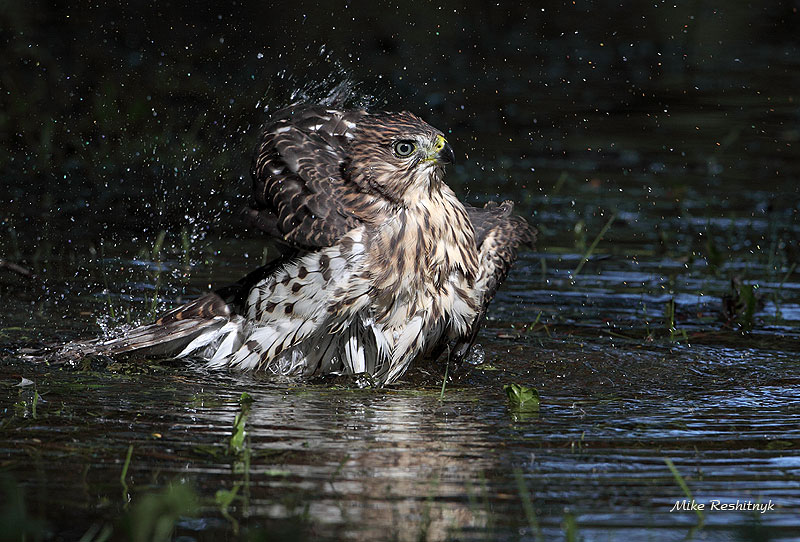 Bath Time For Coopers Hawk