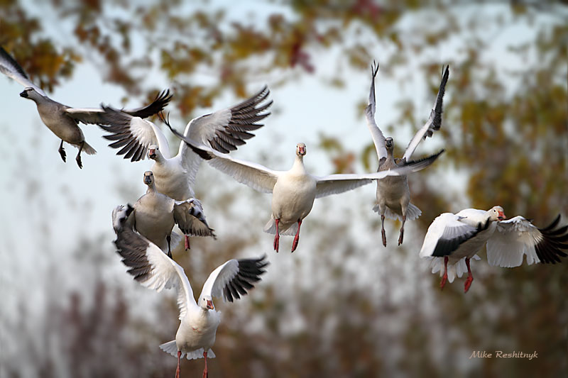 Greater Snow Goose Alert - Head ForThe Hills!