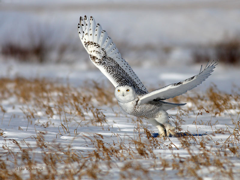 Snowy Owl - Field Of Glory