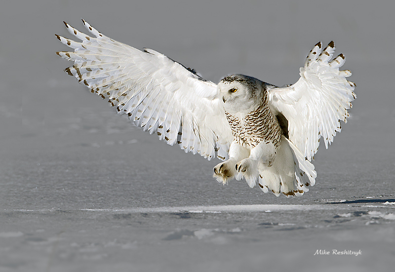 Pick A Feather, Any Feather - Snowy Owl - Blurred