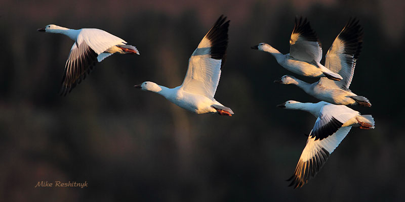 Final Run At Dusk - Greater Snow Geese