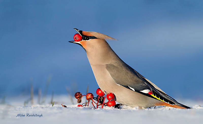 Fruit-Fest For A Bohemian Waxwing