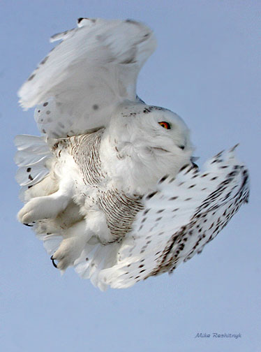 All Her Goodies On Display, Snowy Owl