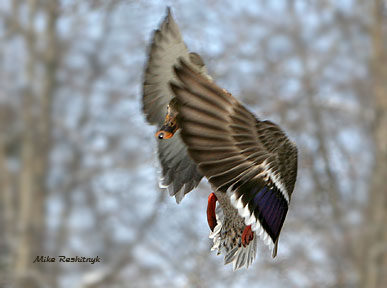 Winged Wonder - Mallard Duck