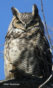 Great Horned Owl Gives You The Eye At Cap Tourmente