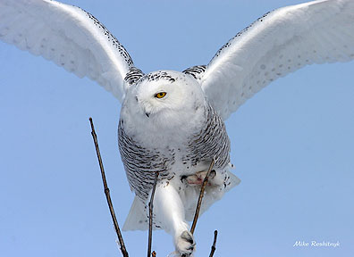 Perching Problems For Snowy Owl