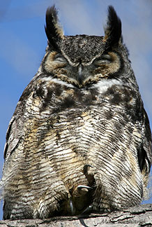 Rest In Peace Dear Noble Feathered Friend. A Horned Owl at Cap Tourmente passed away this morning following an injury to a foot.