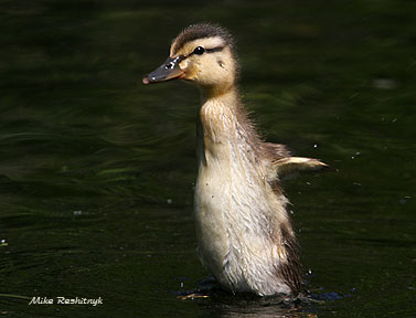 Duckling In Fine Form