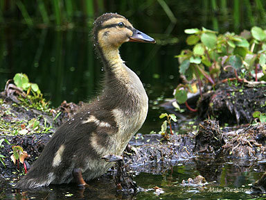 I'm Going To Be As Big As Mom - Duckling