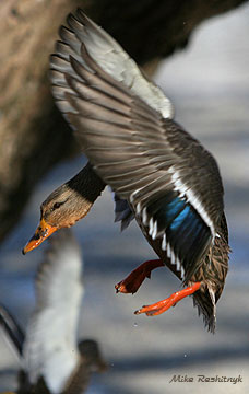 Shift Change At The Old Mallard Outpost