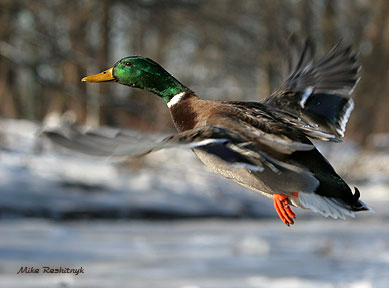 Creating His Own Updraft