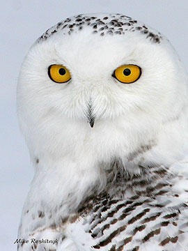 Is My Passport Photo Ready? - Snowy Owl