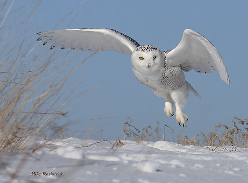 I Told You Mike Had More Shots Of Me And My Friends . . . Snowy Owl