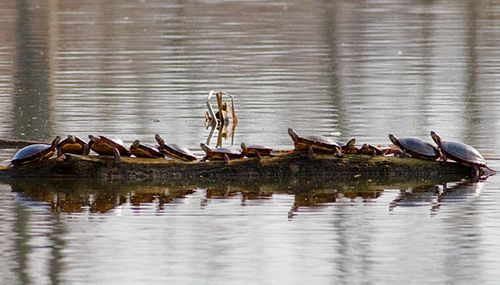 Turtles by the Dozen