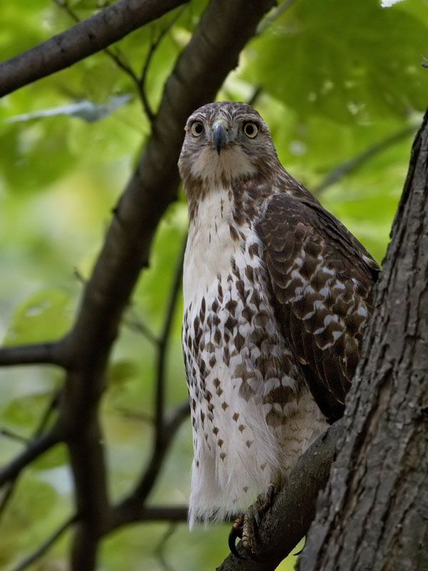 Young RT Hawk