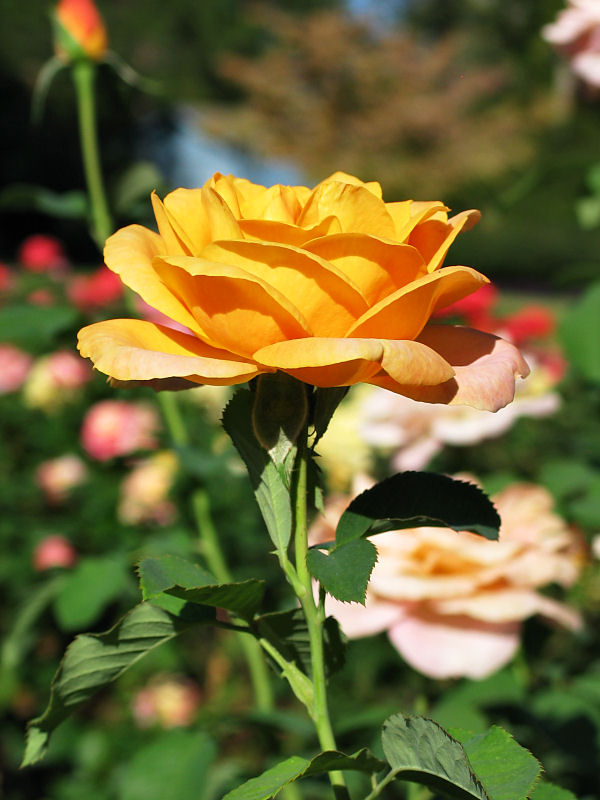 Magic Lantern - hybrid tea