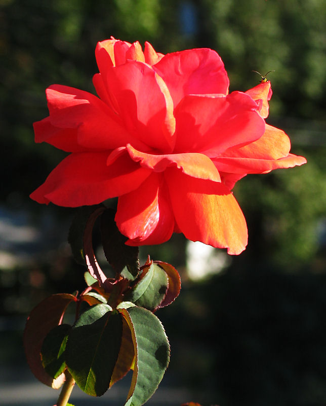 Fragrant Cloud - hybrid tea