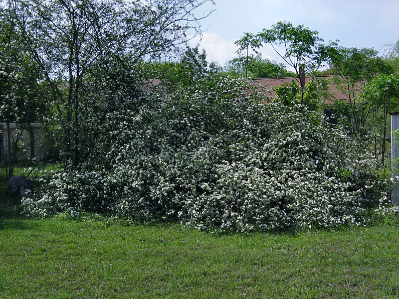 Rosa banksia alba-plena (White Lady Banks Rose)