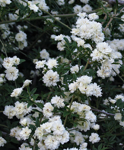 Rosa banksia alba-plena (White Lady Banks Rose)