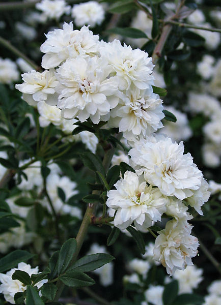 Rosa banksia alba-plena (White Lady Banks Rose)