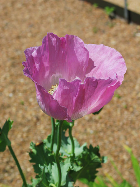 Big pink poppy