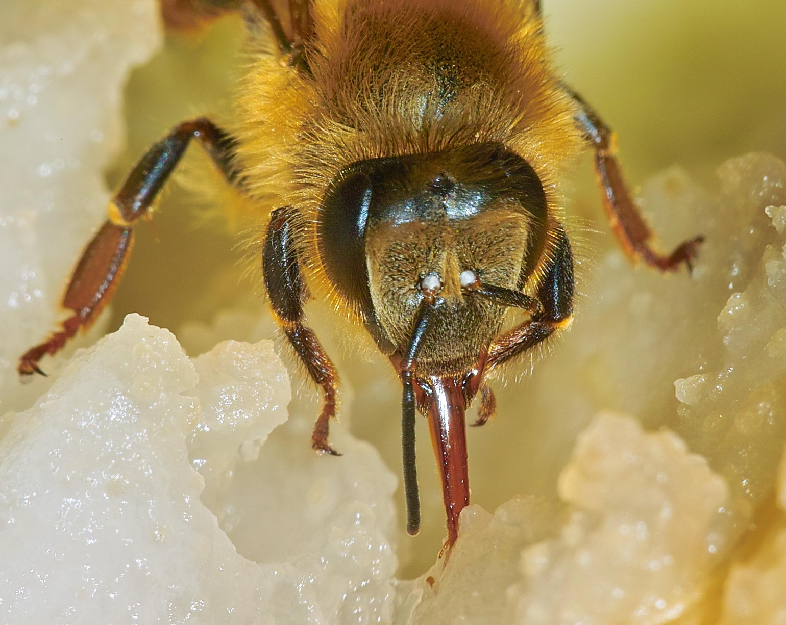 Honey Bee Collecting Pear Nectar