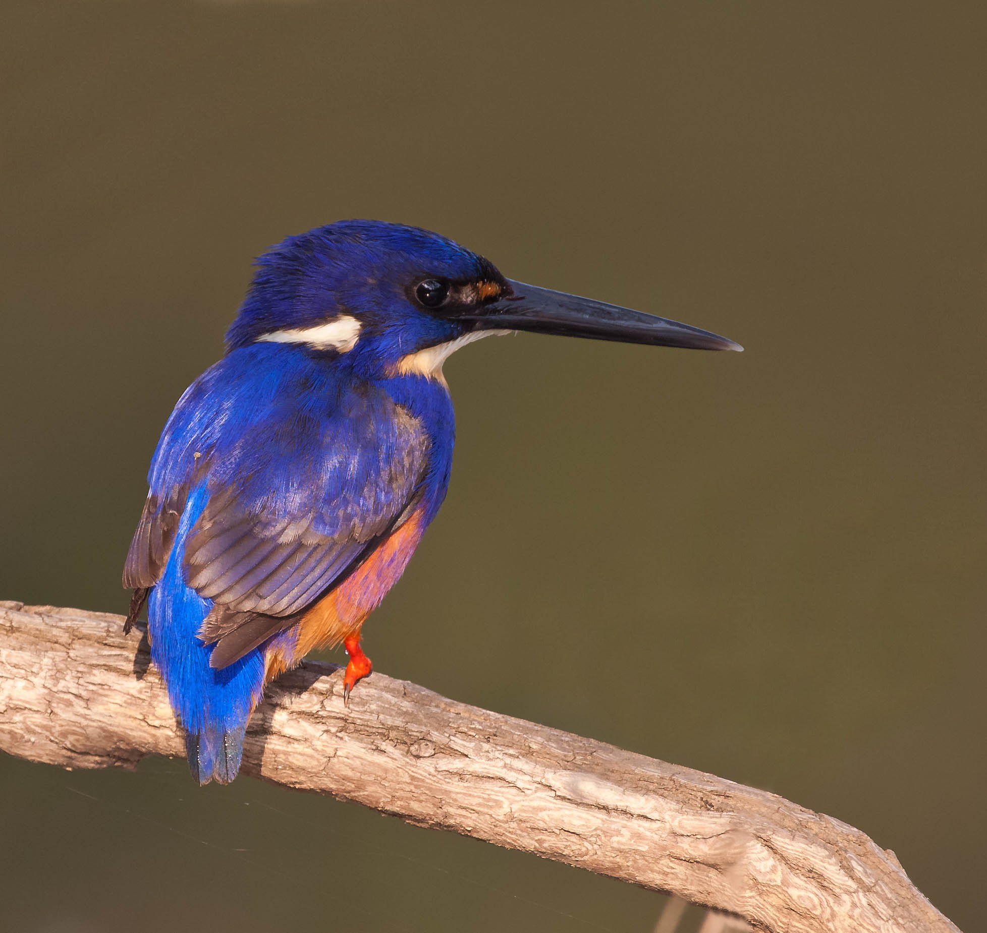 Azure Kingfisher