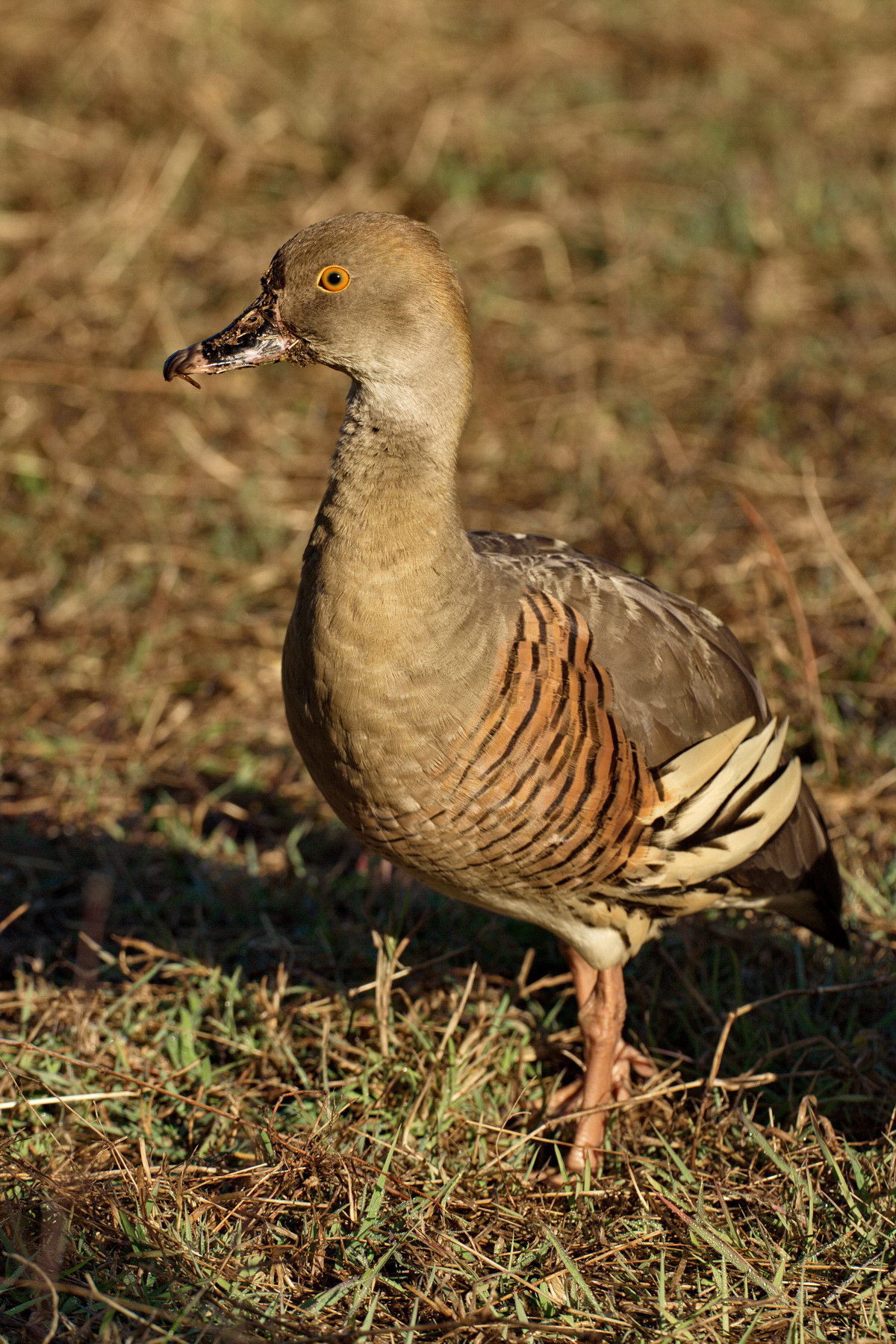 Whistling Duck
