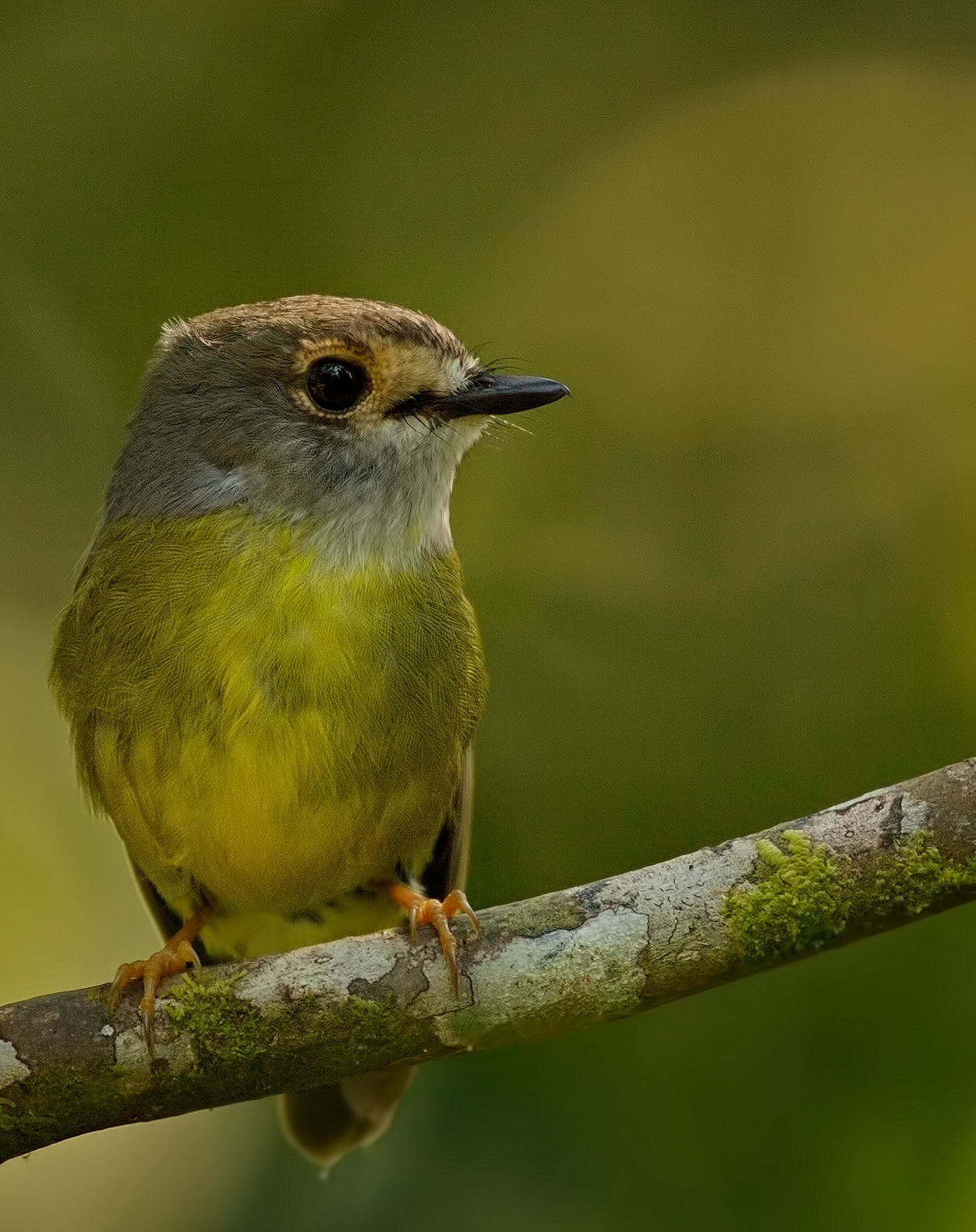 Pale-yellow Robin