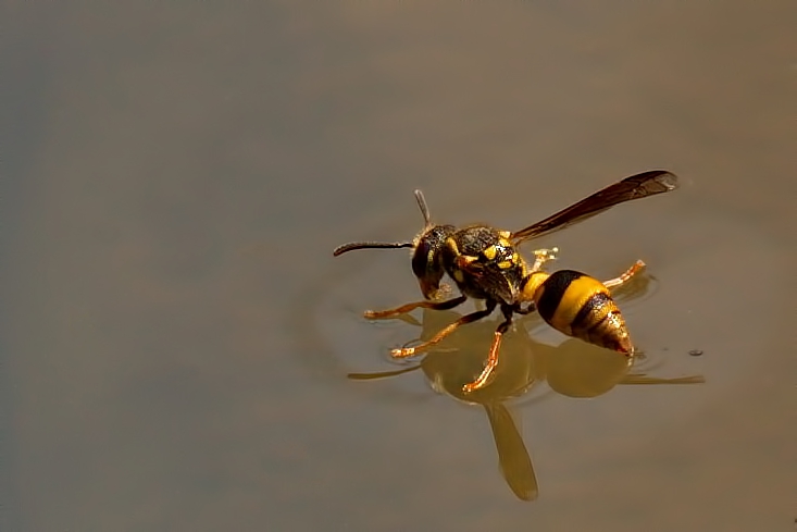 Paper Wasp