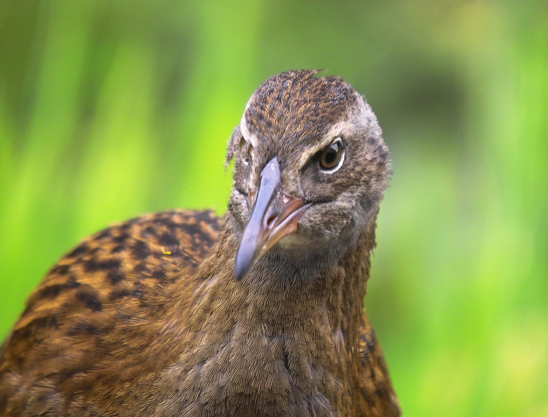 Weka - Curious as ever