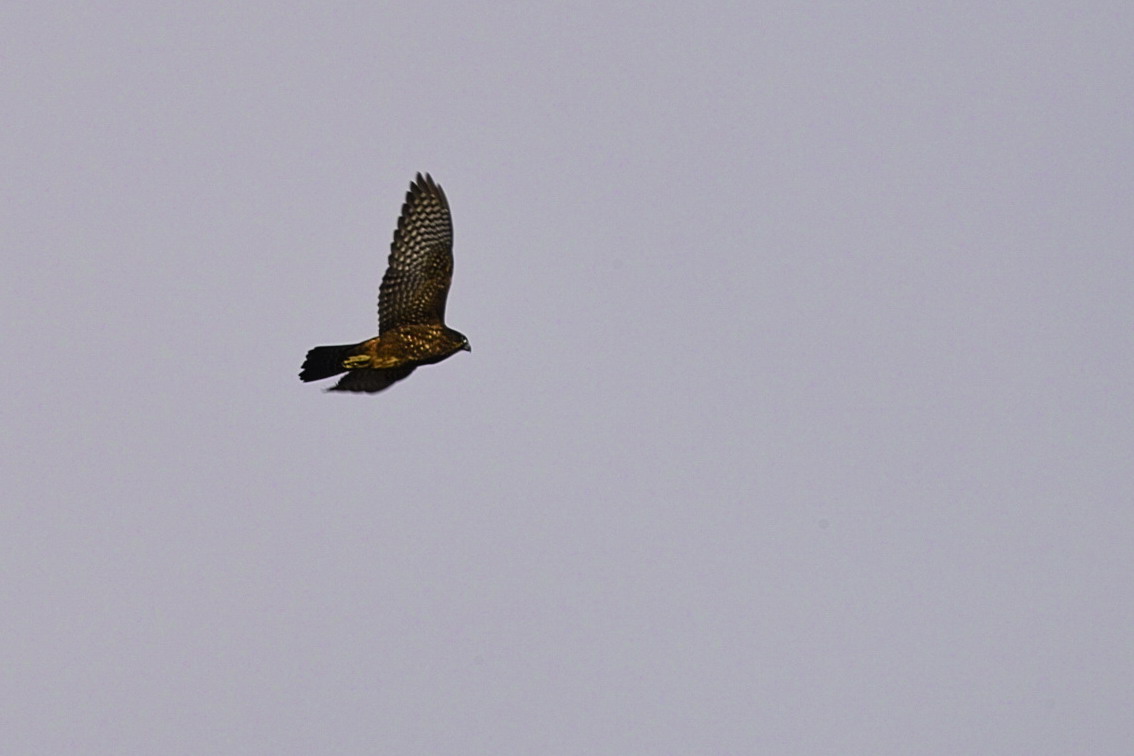 New Zealand Falcon