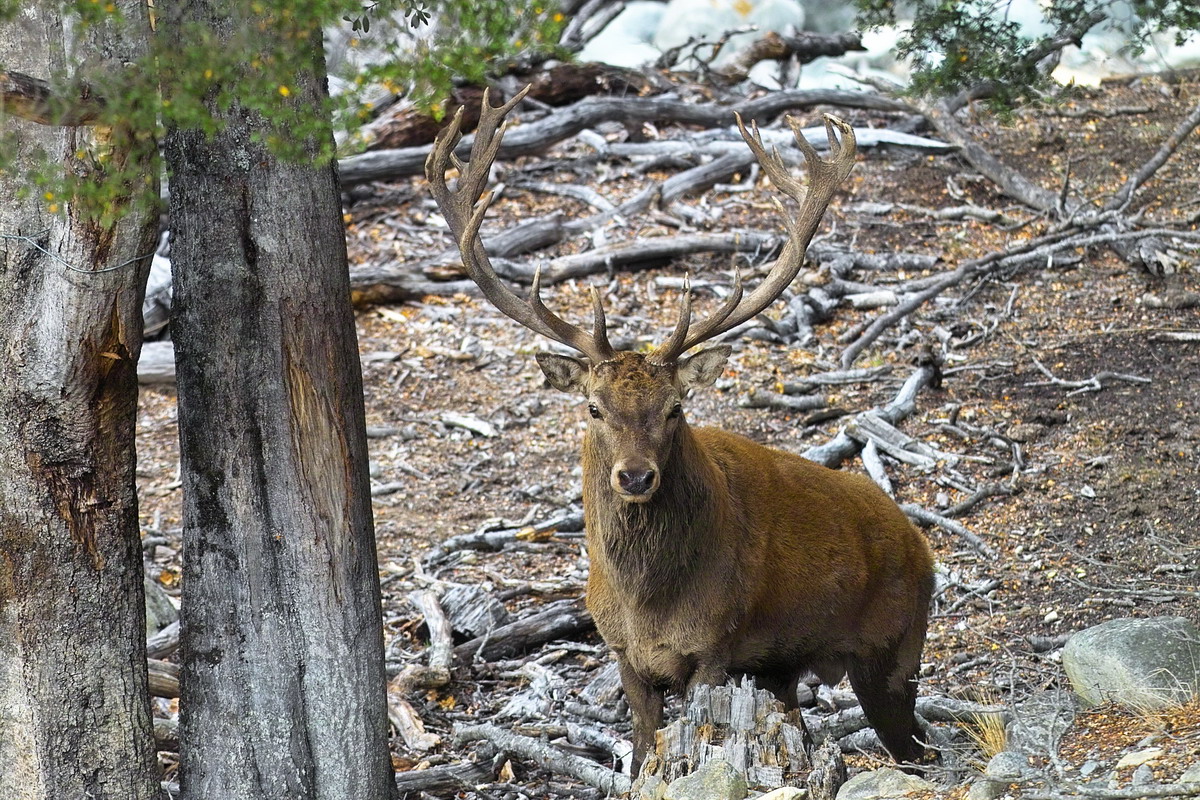 Red Deer