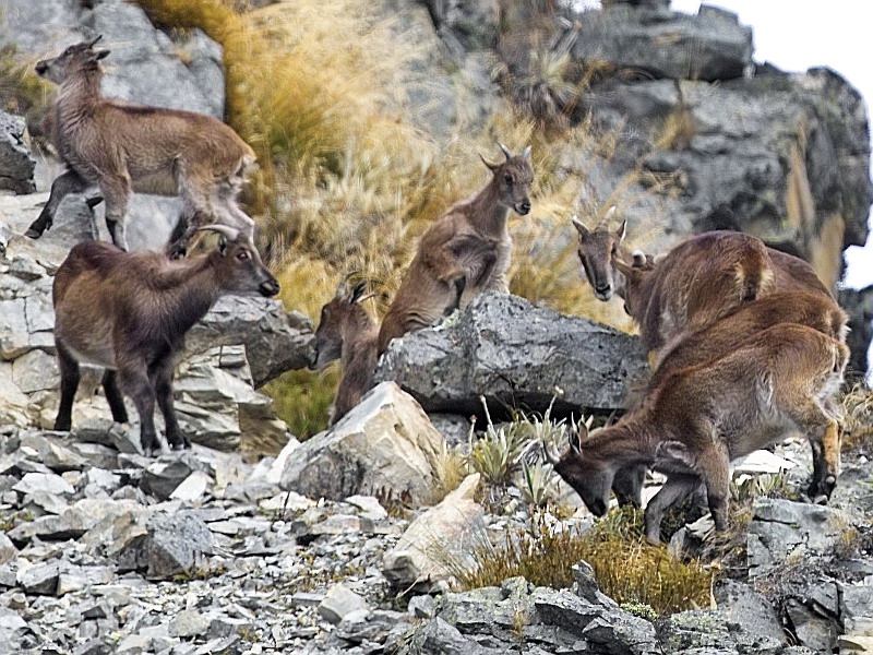Himalayan Tahr - (Hemitragus jemlahicus)