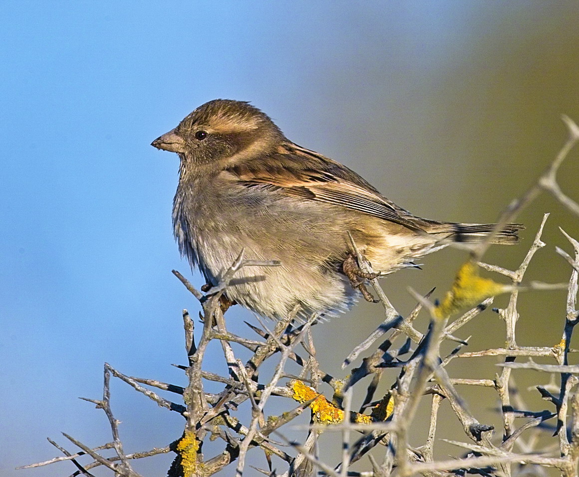 House Sparrow - Female