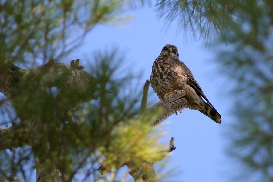 Merlin